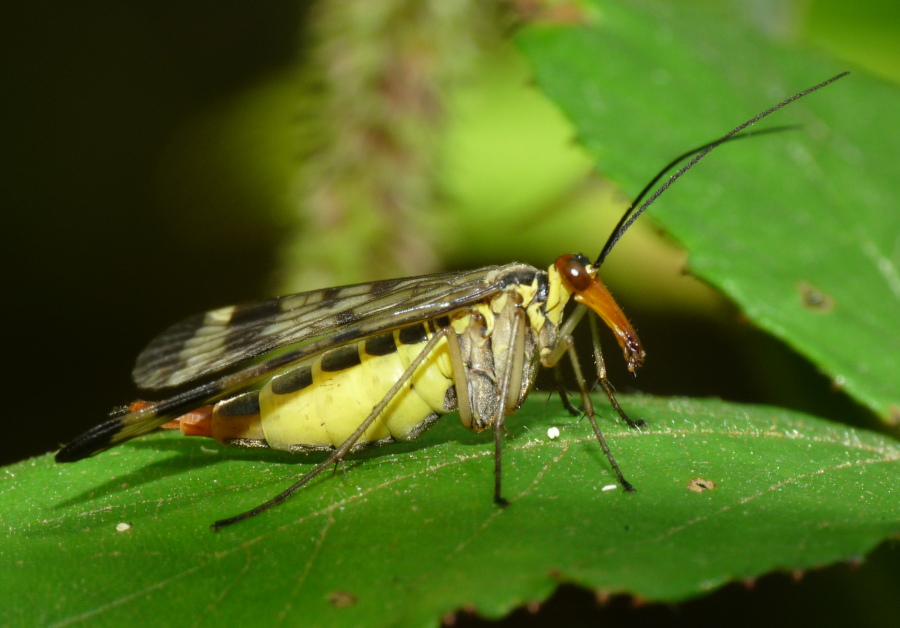 Mecoptera da determinare - Panorpa gr. cognata (femmina)